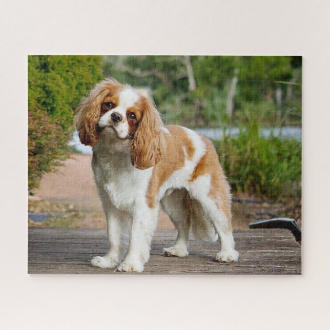 Blenheim Cavalier King Charles Spaniel Puppy Dog Jigsaw Puzzle (Horizontal)