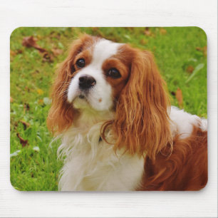Blenheim Cavalier King Charles Spaniel Puppy Dog Mouse Pad