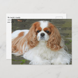Blenheim Cavalier King Charles Spaniel Puppy Dog P Postcard