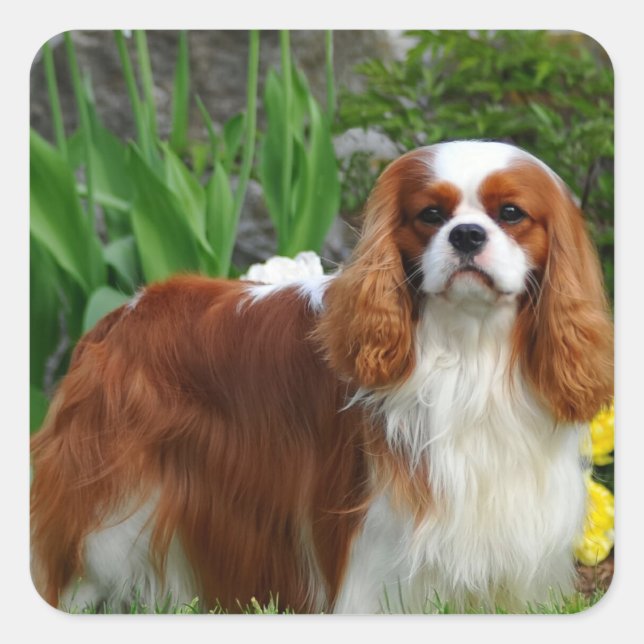Blenheim Cavalier King Charles Spaniel Puppy Dog Square Sticker (Front)