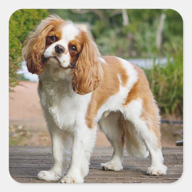 Blenheim Cavalier King Charles Spaniel Puppy Dog Square Sticker (Front)