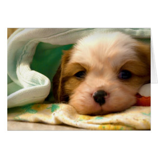 Blenheim puppy under blanket