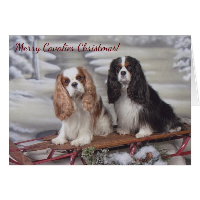 Blenheim/Tricolor Cavalier Spaniel Christmas Card (Front Horizontal)