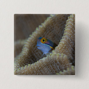 Blenny fish Blenniidae) poking it's head out 2 Inch Square Button