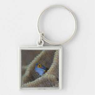 Blenny fish Blenniidae) poking it's head out Keychain