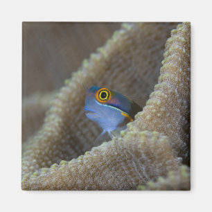 Blenny fish Blenniidae) poking it's head out Magnet