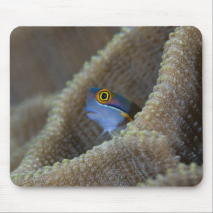 Blenny fish Blenniidae) poking it's head out Mouse Pad