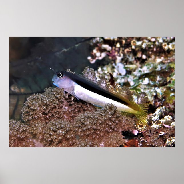 Blenny on the Rocks Poster (Front)