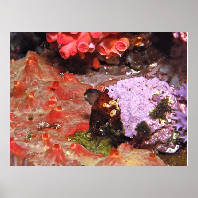 Blenny Peeking Poster (Front)