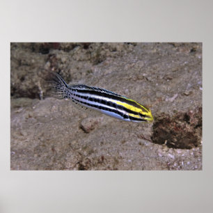 Blenny Poster