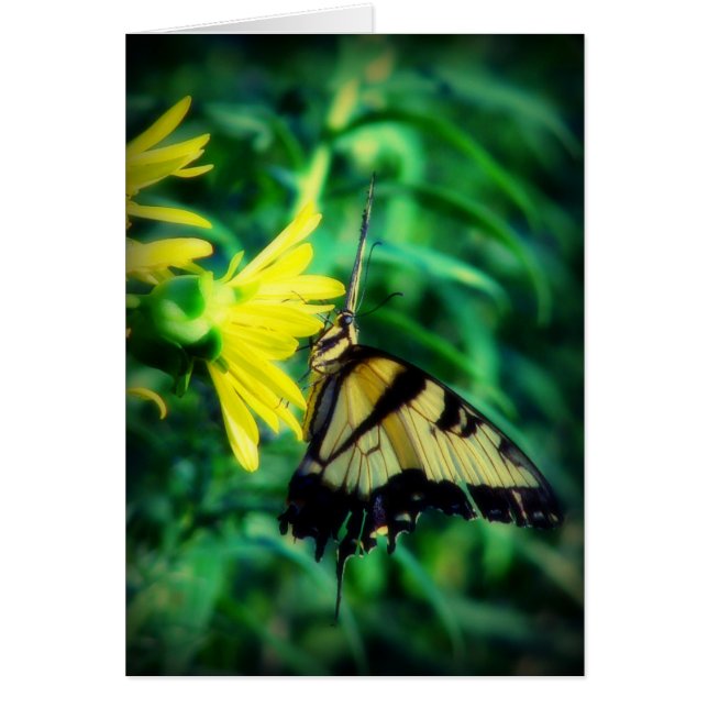 Blessed Be Swallowtail Butterfly (Front)