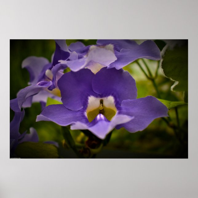 Blessing of Nature Poster (Front)