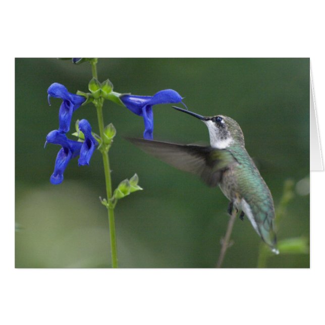 Bleu 2 de saphir de salvia d'oiseau de ronflement (Devant horizontal)