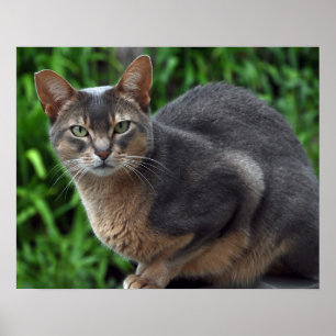 Bleu Abyssinian chat - affiche