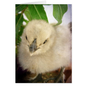 Bleu Chick Toutes les occasions Carte de voeux bla