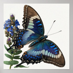 Bleu Clipper Papillon Art Imprimer Poster