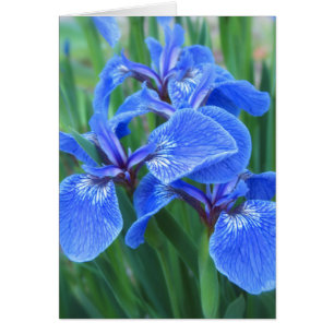 Bleu d'iris