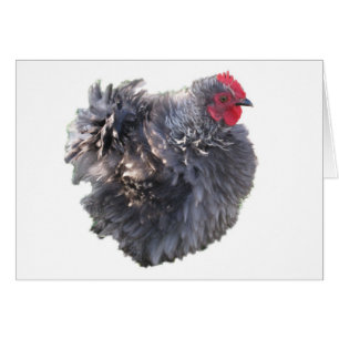 Bleu Fouet Cutest Cochin Bantam Rooster poulet