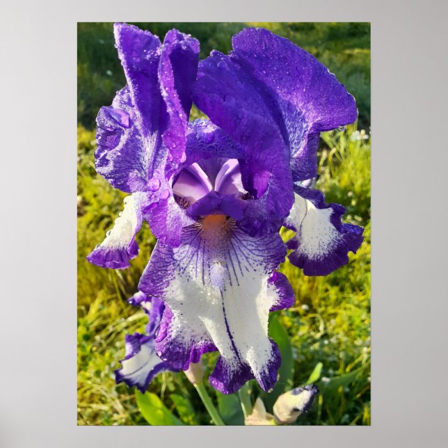 Bleu Iris Irises Blanc Floral Poster (Devant)