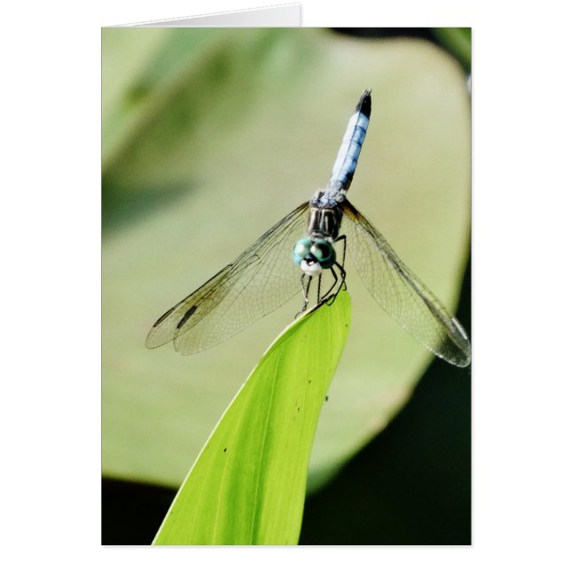 Bleu libellule sur une feuille verte (Devant)