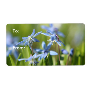 Bleu mignon fleurs Scilla
