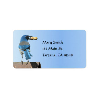 Bleu mignon Oiseau de Jay avec Étiquette d'arachid