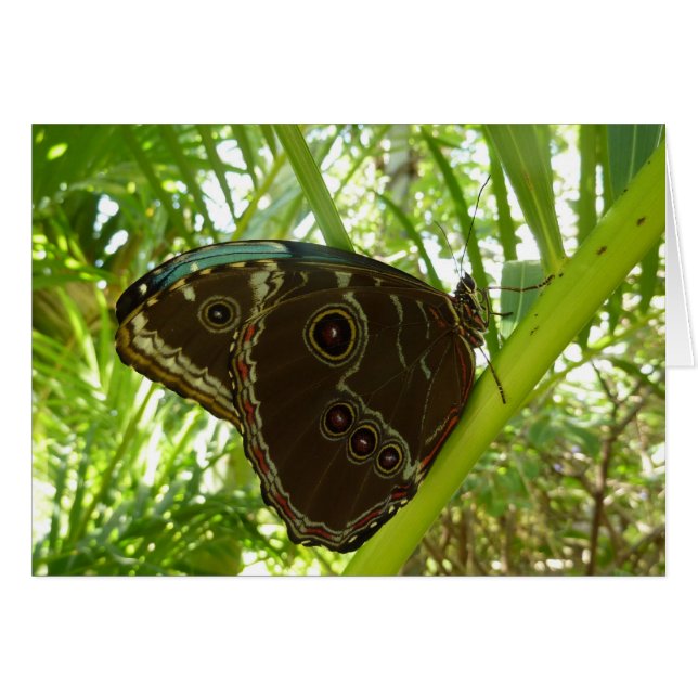 Bleu Morpho Papillon Tropical Nature Photographie (Devant horizontal)