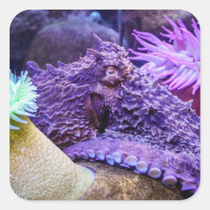 Bleu océan violet poulpe carré autocollant