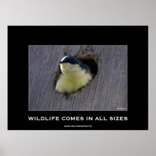 Bleu Oiseau Avian Photo Poster