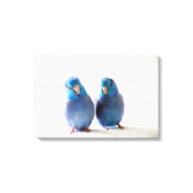 Bleu Oiseaux Pacifique Parrotlet Couple toile enve