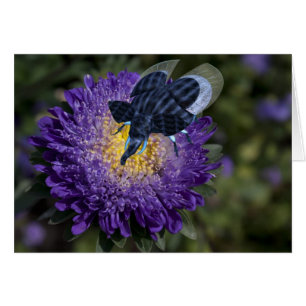 Bleu Rare Elephant Bug