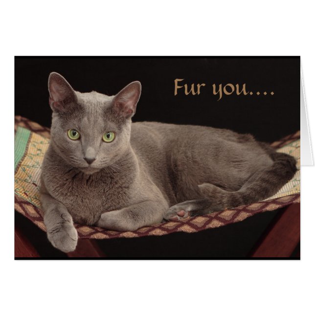 Bleu russe, carte de chat (Devant horizontal)
