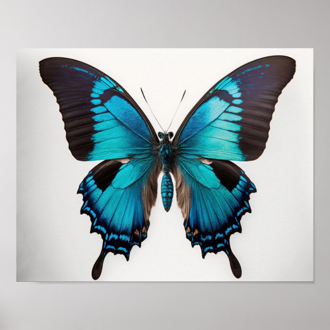Bleu Ulysses Papillon Art Imprimer Poster (Devant)