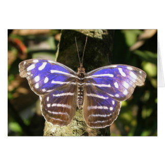 Bleu Wave Butterly
