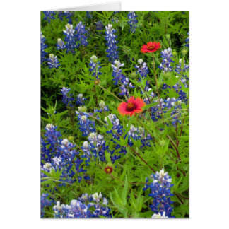 Bleus du Texas avec couvertures indiennes