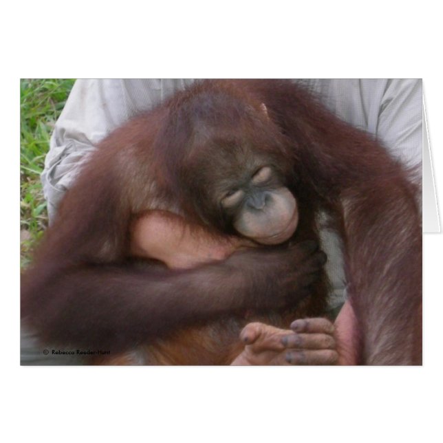 Blind Baby Orangutan Overcoming Disabilities (Front Horizontal)