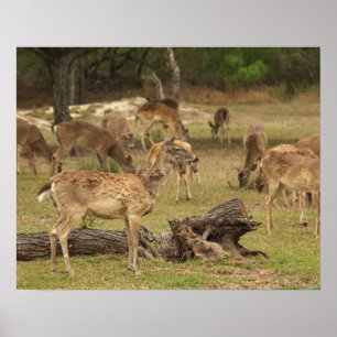 Blind Deer Poster