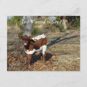 Bliss Postcard-customize Postcard