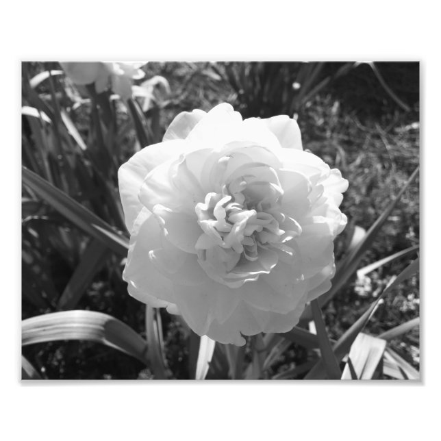 Blissful Black and White Daffodil Photo Print (Front)