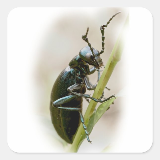 Blister Beetle - Meloidae Square Sticker (Front)