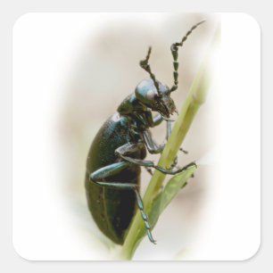 Blister Beetle - Meloidae Square Sticker
