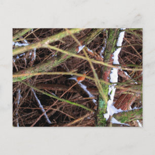 Blizzard Bird CB Postcard