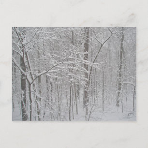 Blizzard in February 2010 Postcard