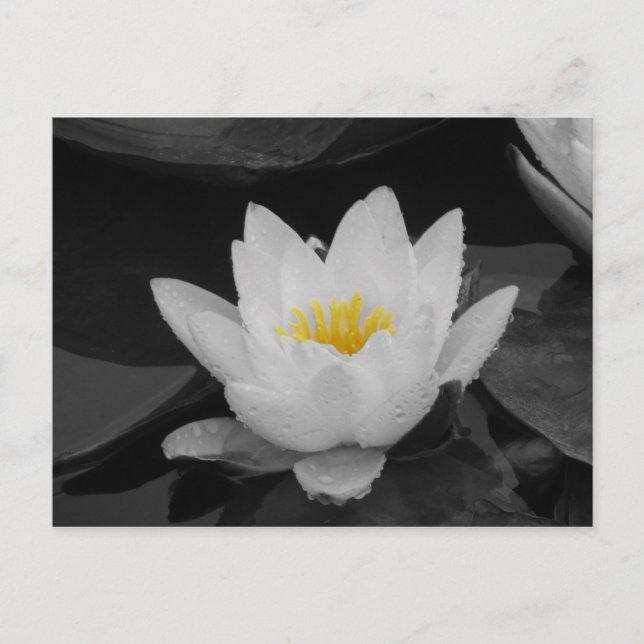 Blk&Wht Water lily Postcard (Front)