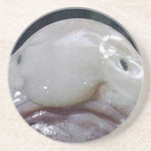 Blob Fish Coaster