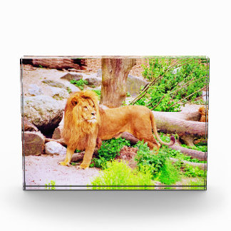 Bloc de photo de lion