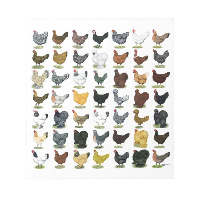 Bloc-note 49 poules de poulet (Devant)
