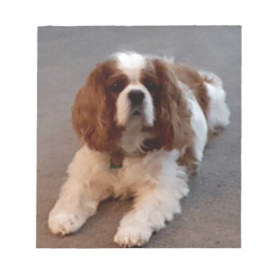 Bloc-note Adorable Cavalier King Charles Spaniel