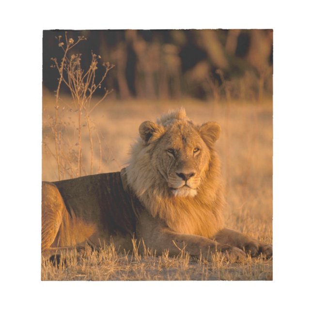 Bloc-note Afrique, Botswana, delta de l'Okavango. Lion (Pant (Devant)