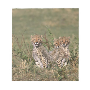 Bloc-note Afrique ; Kenya ; Masai Mara ; Trois bébés guépard